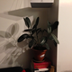 Illustration for article titled How to water my plants